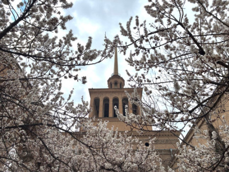 062 Apricot blossoms are in full bloom in Armenia